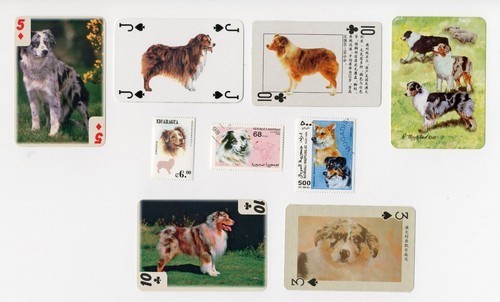 Australian shepherd dog - australian,