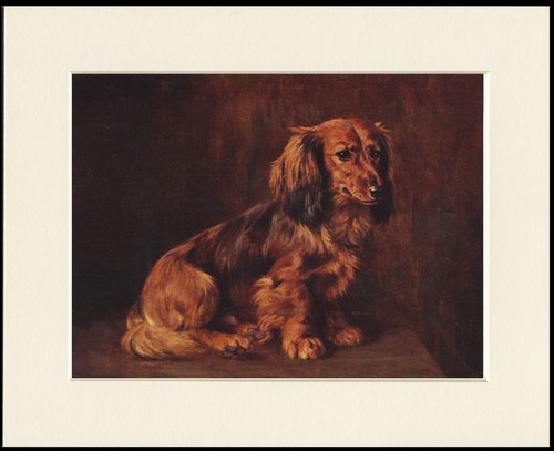 Dachshund dog art print - dachshund,