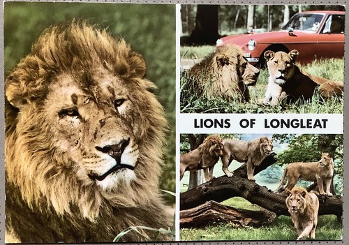 Lions longleat safari - of, park