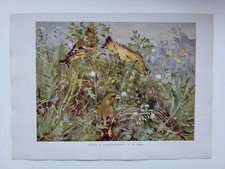 Old vintage colour print - vintage,