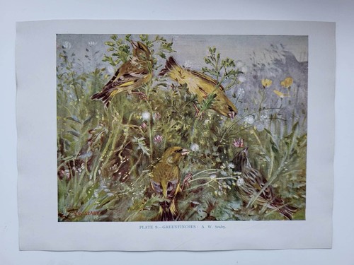 Old vintage colour print - colour,