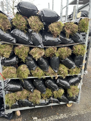 Moss fresh sphagnum - fresh,