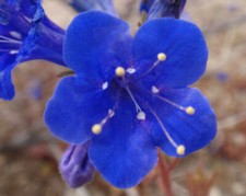 100 CALIFORNIA BLUEBELL SEEDS