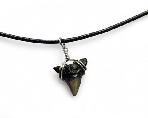 Fossil bull shark - fossil,