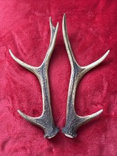 PAIR OF SIKA DEER ANTLERS