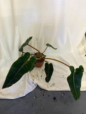 Philodendron Billietiae