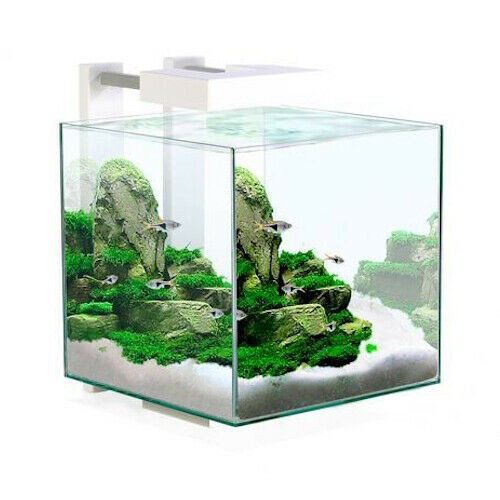 Ciano shrimp aquarium tank - shrimp,