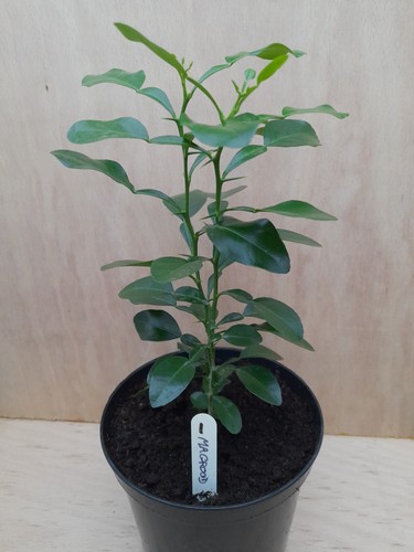 Magrood kaffir lime plant - magrood.,