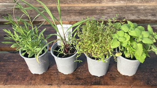Herbs mixed thyme lemon - herbs, ,