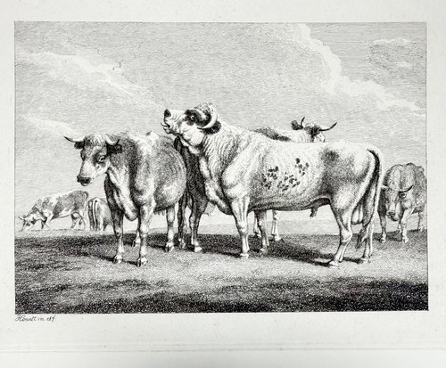 Samuel howitt etching - samuel, "bulls