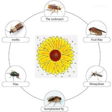 10 Fly Insect Paper Sticky