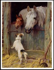 Jack russell terrier dog and - dog,