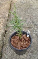 ITALIAN CYPRESS  CONIFER Tree