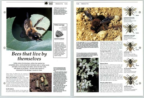 Bees that live themselves - that,