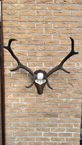 Stag antlers large - antlers, large,