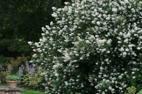 Escallonia iveyi - escallonia,
