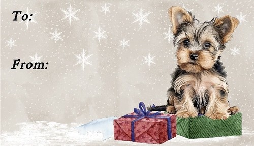 Yorkshire terrier yorkie - terrier,