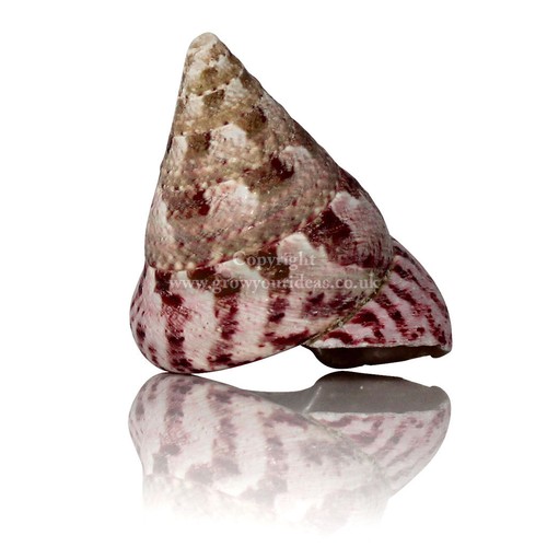 Troca strawberry large 6cm - strawberry,