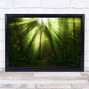 Washington rainforest sunrays - washington,