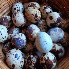 12 Japanese Coturnix Quail