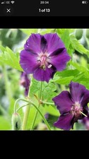 Hardy Geraniums Phaeum Raven