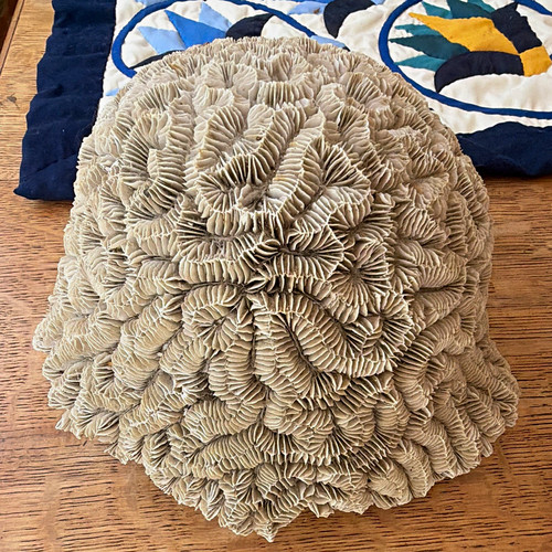 Large vintage brain coral