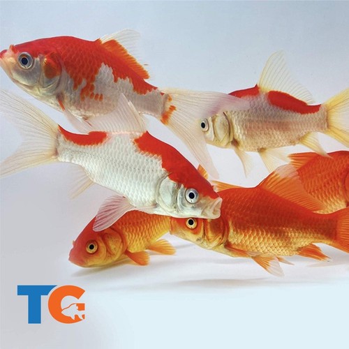 Goldfish pond pack for - goldfish,