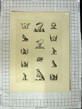 Original Old Antique Print A