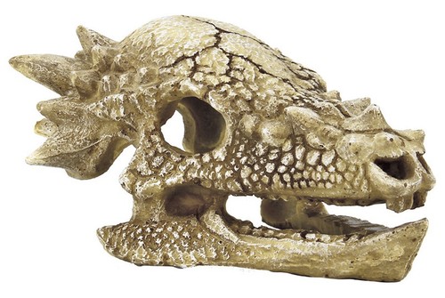 Dinosaur rex skull - t-rex, m