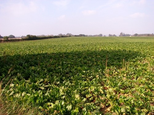 Photo 6x4 sugarbeet crop - 6x4,