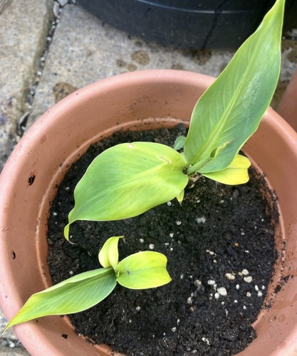 Musa basjoo japanese - musa, banana