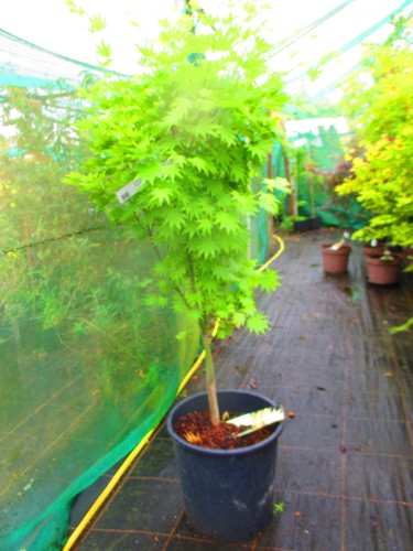5ft inc pot - 5ft, inc.