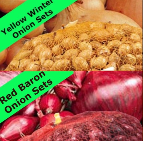 Autumn planting onion sets - onion,