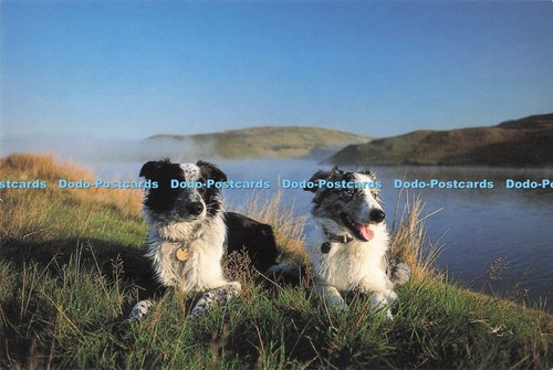 D286133 welsh sheepdogs janes - welsh,
