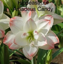 “SALE” Hippeastrum