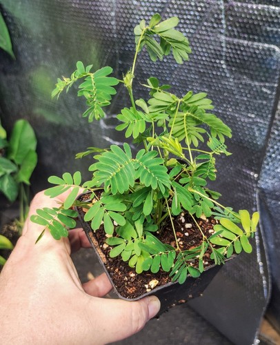 Mimosa pudica sensitive - mimosa, sensitive/