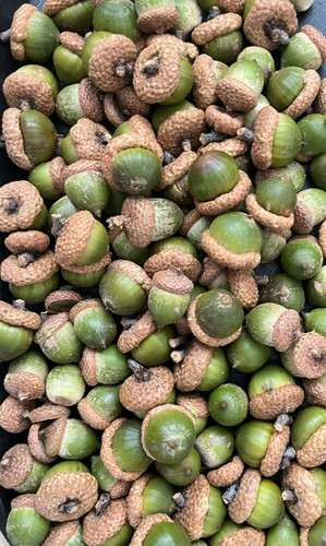 100 red oak acorns - oak,