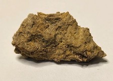 Rex caudal vertebra - caudal, (tail)