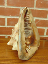Vintage Giant Horned Queen Helmet Conch Shell