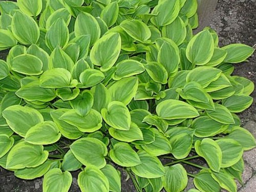Hosta golden tiara - ,