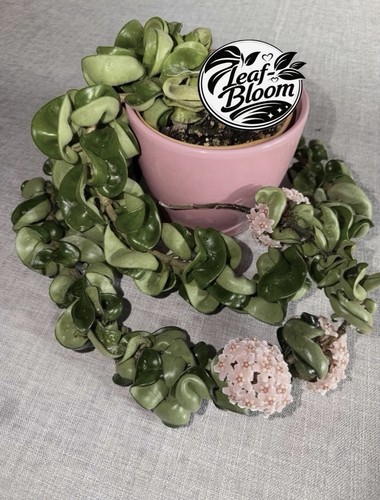 Hoya carnosa compacta plant - carnosa,