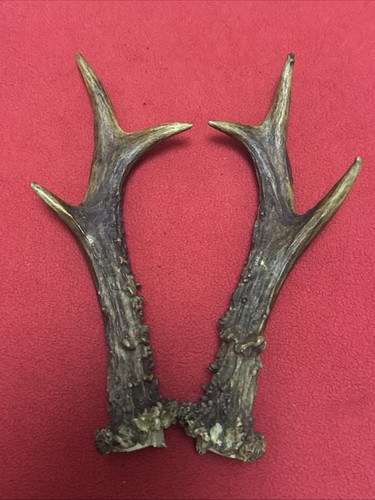 Pair roe deer antlers - pair,