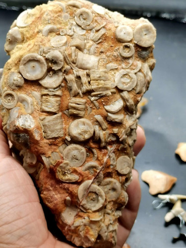Natural yunnan prehistoric - natural,