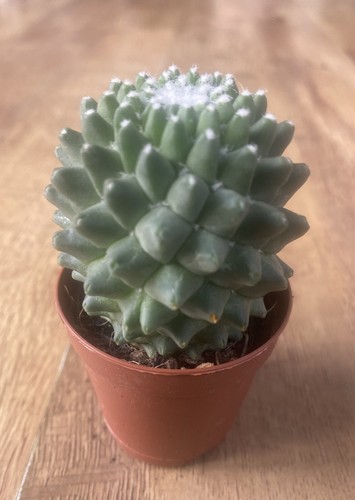Mammillaria polythele toluca - mammillaria,