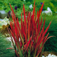 Ornamental Grasses, Imperata Red Baron, Bold Foliage Colour, 6 x 9cm Potted