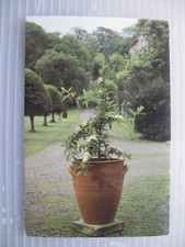 Clive Bowen, Terracotta 'tree'