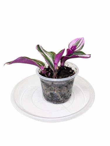 Tradescantia nanouk pink - tradescantia,