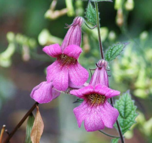 Rehmannia angulata - rehmannia, (