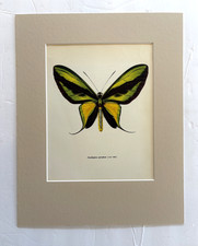 Vintage 1965 Butterfly Print