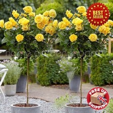 2 x Standard Yellow Rose Tree